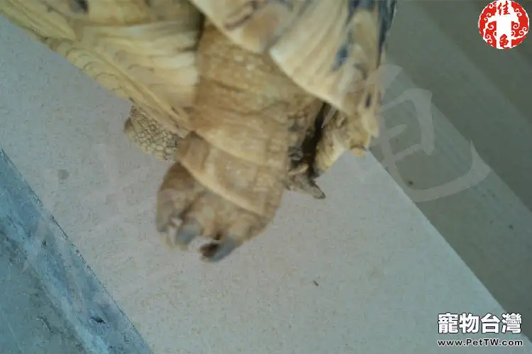 寵物龜鉤爪（指甲和趾甲）的護理