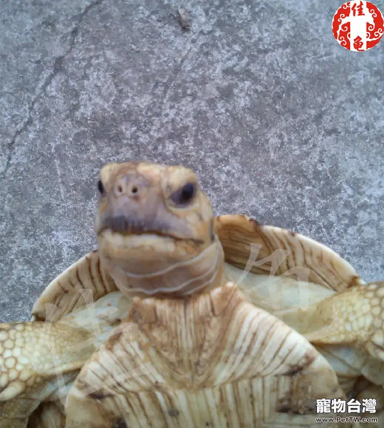 夏季陸龜易患空調病