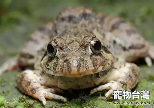 澤蛙的形態特徵