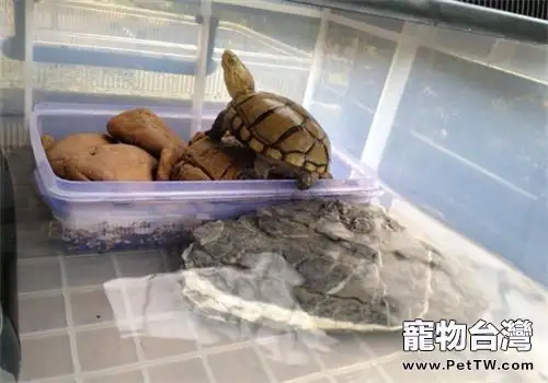 黃泥龜的飼養要點