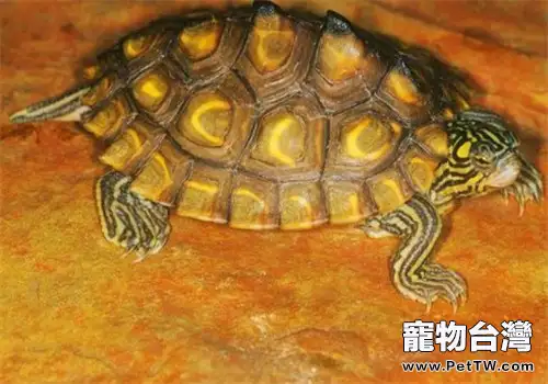黃斑地圖龜的品種簡介(1圖)-寵物台灣