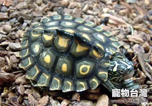 黃斑地圖龜的外形特徵(1圖)-寵物台灣