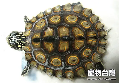 黃斑地圖龜的養護要點(1圖)-寵物台灣