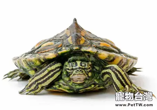 黃斑地圖龜的生活環境介紹(1圖)-寵物台灣