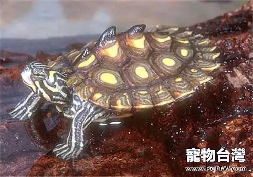 黃斑地圖龜吃什麼?(1圖)-寵物台灣