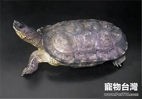 黑木紋龜的品種簡介