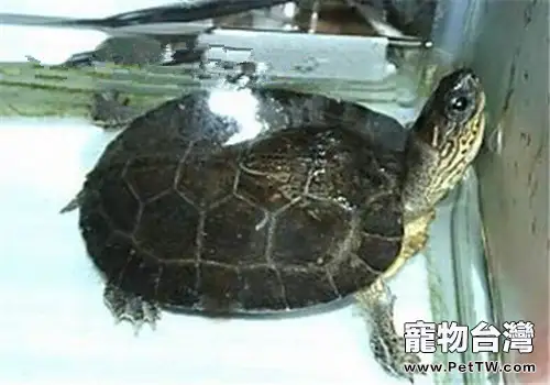 黑木紋龜的形態特徵與養護