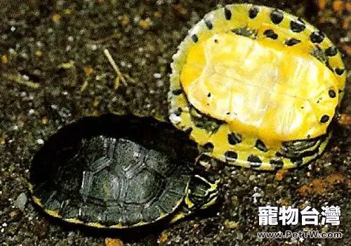 黃肚紅耳龜的品種簡介(1圖)-寵物台灣