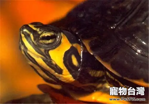 黃肚紅耳龜的外貌特徵(1圖)-寵物台灣