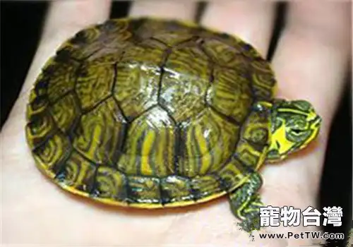 黃肚紅耳龜的護理要點(1圖)-寵物台灣