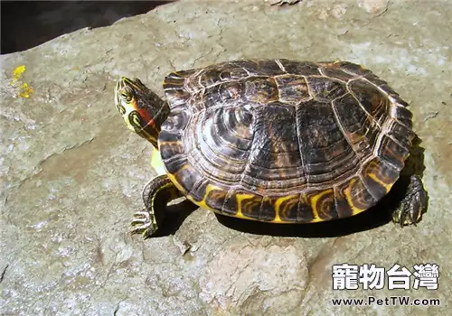 黃肚紅耳龜的飼養環境(1圖)-寵物台灣