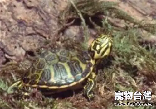 黃肚紅耳龜吃什麼比較好(1圖)-寵物台灣