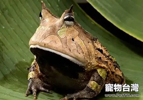 亞馬遜角蛙形態特徵