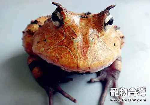 亞馬遜角蛙品種簡介