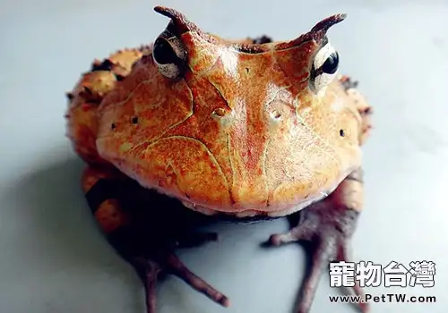 亞馬遜角蛙品種簡介(1圖)-寵物台灣