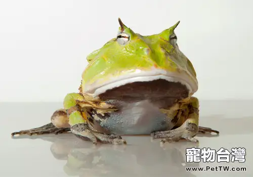 亞馬遜角蛙的護理知識(1圖)-寵物台灣