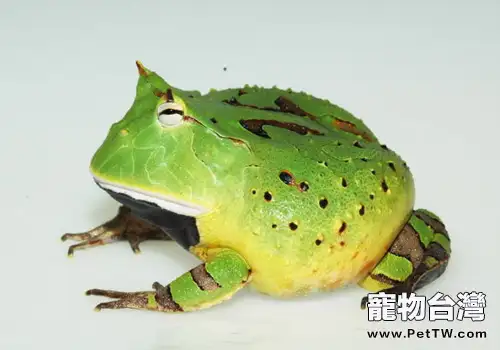 亞馬遜角蛙的生活環境