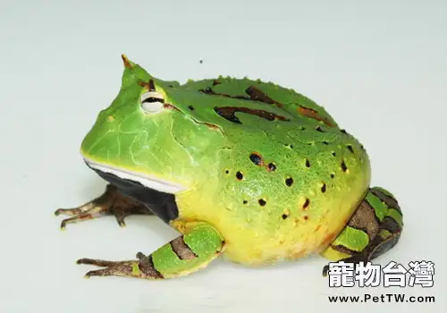 亞馬遜角蛙的生活環境(1圖)-寵物台灣