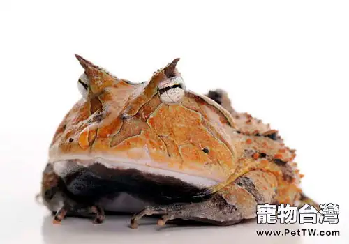 亞馬遜角蛙的飼養要求(1圖)-寵物台灣