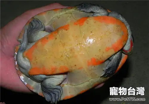 紅腹短頸龜的護理要點(1圖)-寵物台灣