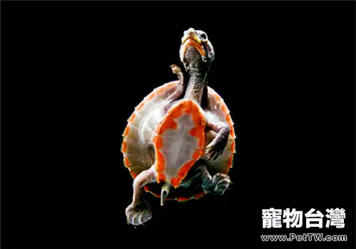 紅腹短頸龜的食物選擇(1圖)-寵物台灣