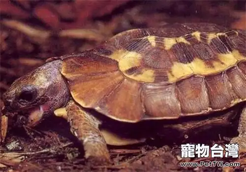 荷葉陸龜的品種簡介