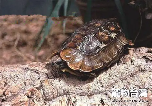 荷葉陸龜的外貌特徵(1圖)-寵物台灣