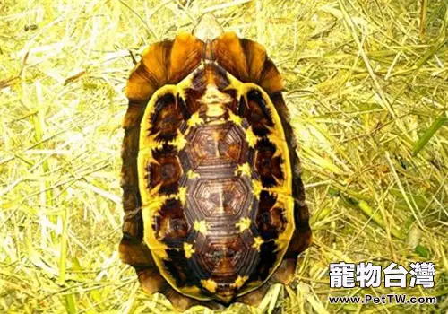荷葉陸龜的護理要點(1圖)-寵物台灣