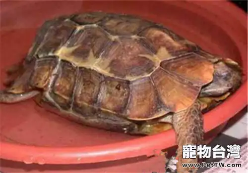 荷葉陸龜的環境需求(1圖)-寵物台灣