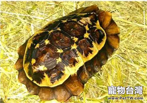 荷葉陸龜的食物選擇(1圖)-寵物台灣