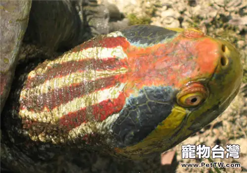 紅冠稜背龜的品種簡介