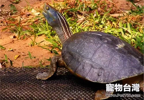 紅冠稜背龜的飼養要點