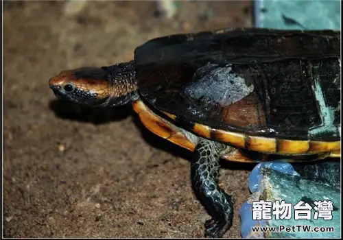 紅頭蛇頸龜的品種簡介