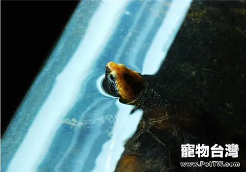 紅頭蛇頸龜的形態特徵(1圖)-寵物台灣