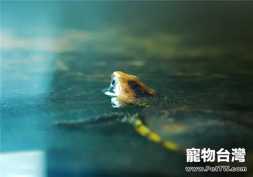 紅頭蛇頸龜的養護重點(1圖)-寵物台灣