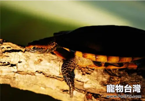 紅頭蛇頸龜的生活環境