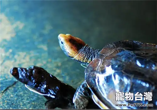 紅頭蛇頸龜的食物選擇(1圖)-寵物台灣