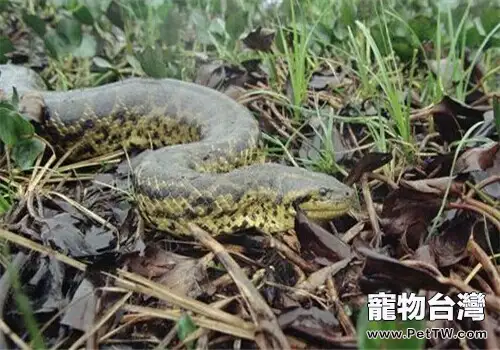 水蚺的飼養知識