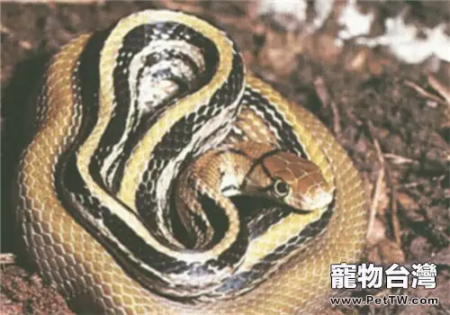 三索錦蛇的品種簡介(1圖)-寵物台灣