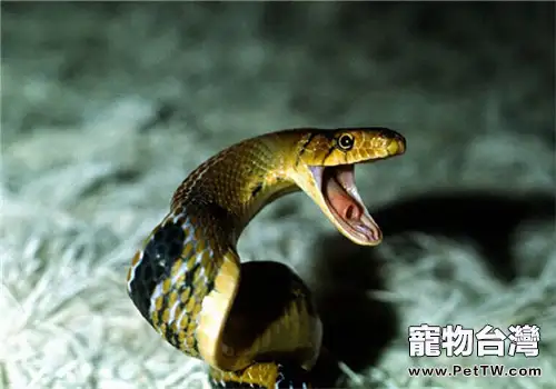 三索錦蛇的形態特徵