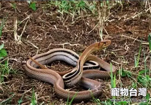三索錦蛇的生活環境