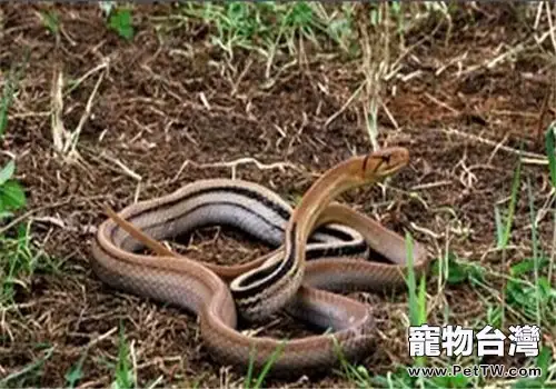 三索錦蛇的生活環境(1圖)-寵物台灣