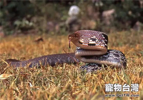 三索錦蛇的飼養知識(1圖)-寵物台灣