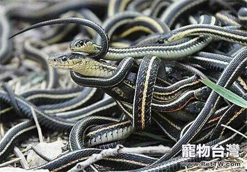 束帶蛇的形態特徵(1圖)-寵物台灣
