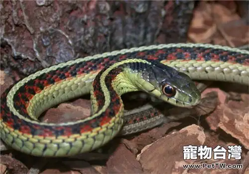 束帶蛇的飼養知識(1圖)-寵物台灣