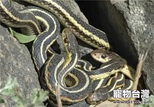 束帶蛇的餵食要點(1圖)-寵物台灣