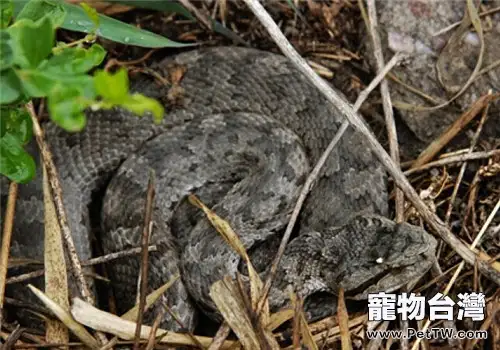 蛇島腹的品種簡介(1圖)-寵物台灣
