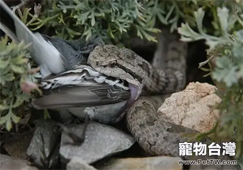 蛇島腹的形態特徵(1圖)-寵物台灣