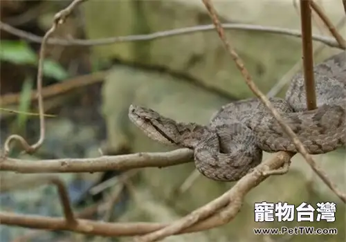 蛇島腹的飼養知識