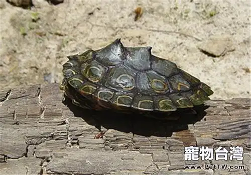 環紋地圖龜的形態特徵(1圖)-寵物台灣